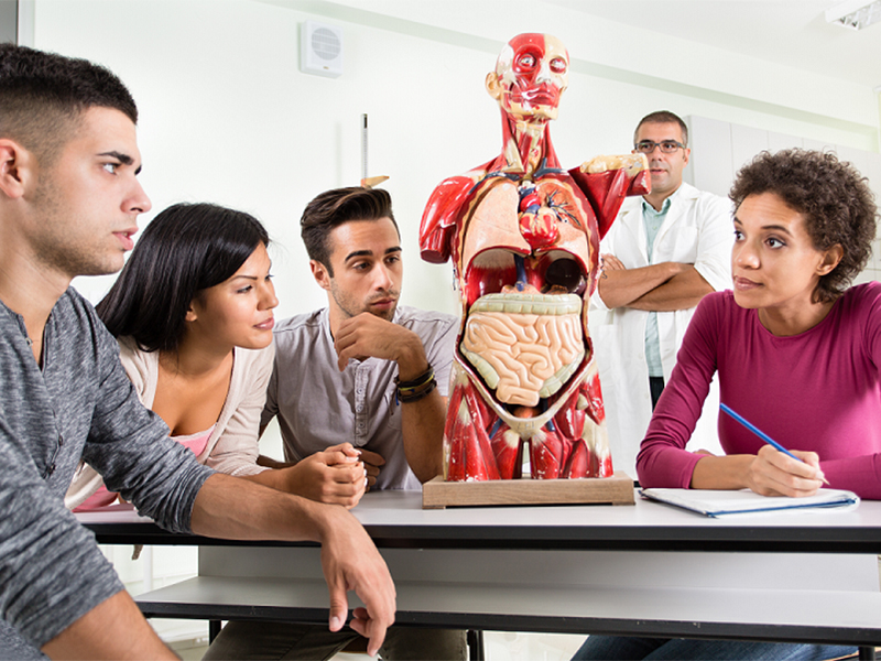 A group of students examines a human anatomy model in class