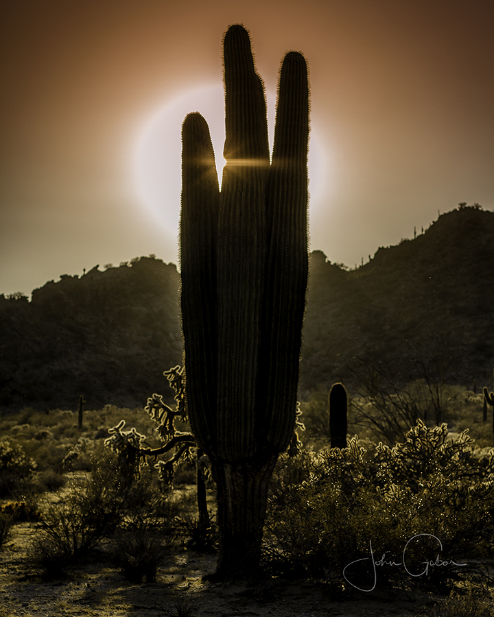 Photo of a cactus in a desert with the sun setting behind it. 