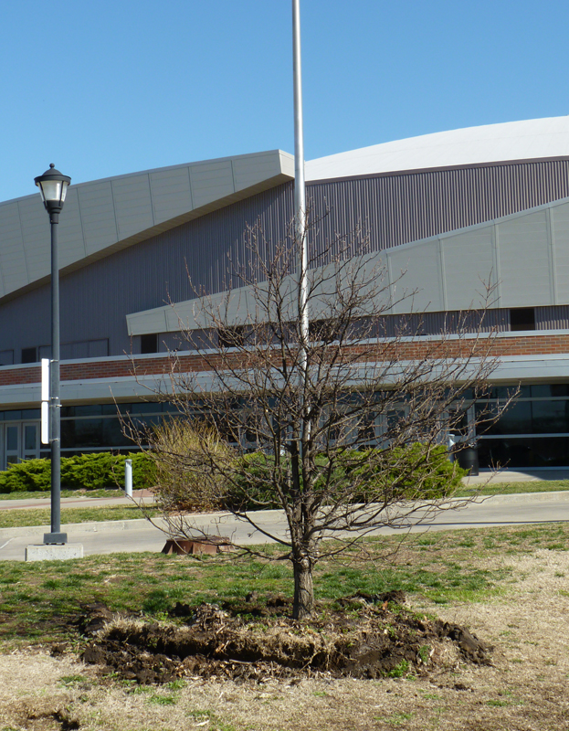 The Olympic oak tree will be dedicated at 10 a.m. Friday, Oct. 12, near the Charles Koch Arena ticket office on the Wichita State University campus.