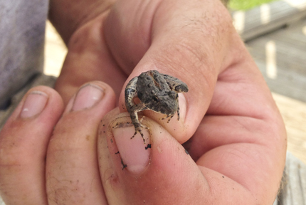 This frog, found in Wichita's Chisolm Creek Park, was tested by WSU students to see if it has the deadly chytrid fungus.