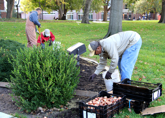 Wichita State University landscapers relocate summer tropicals, mill the soil and plant tulip bulbs to bloom at the beginning of April.