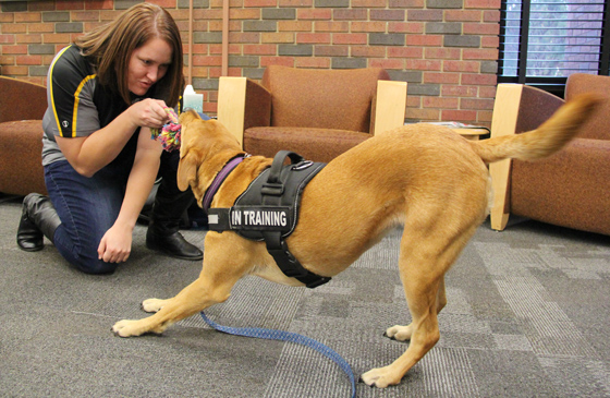 Sarah Sell, director of the Military and Veteran Student Center at Wichita State, helps train Riley to be a certified therapy dog.