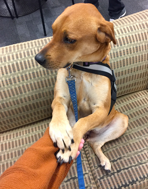 Riley the therapy dog