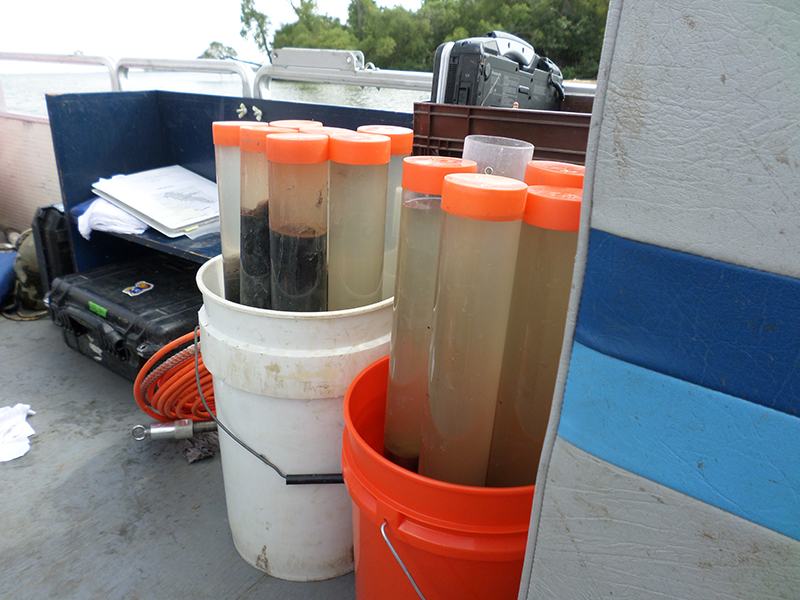 Blue-green algae samples taken from Marion Lake.