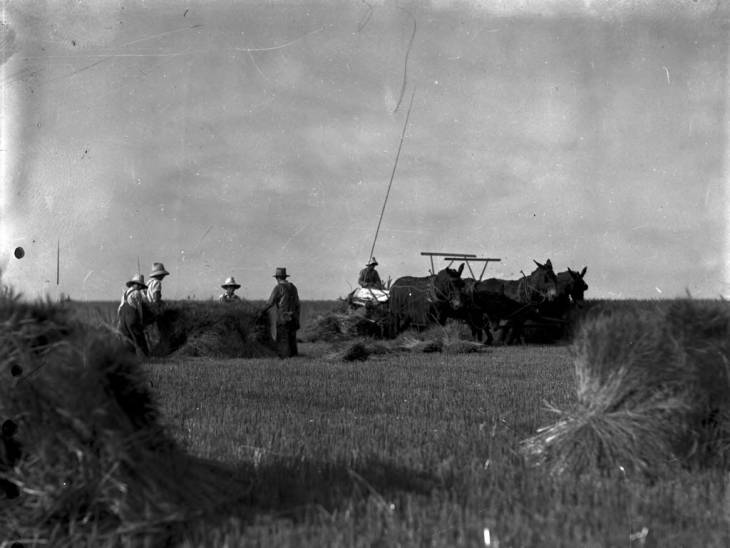 Kansas farmers shocking wheat, circa late 1800s.