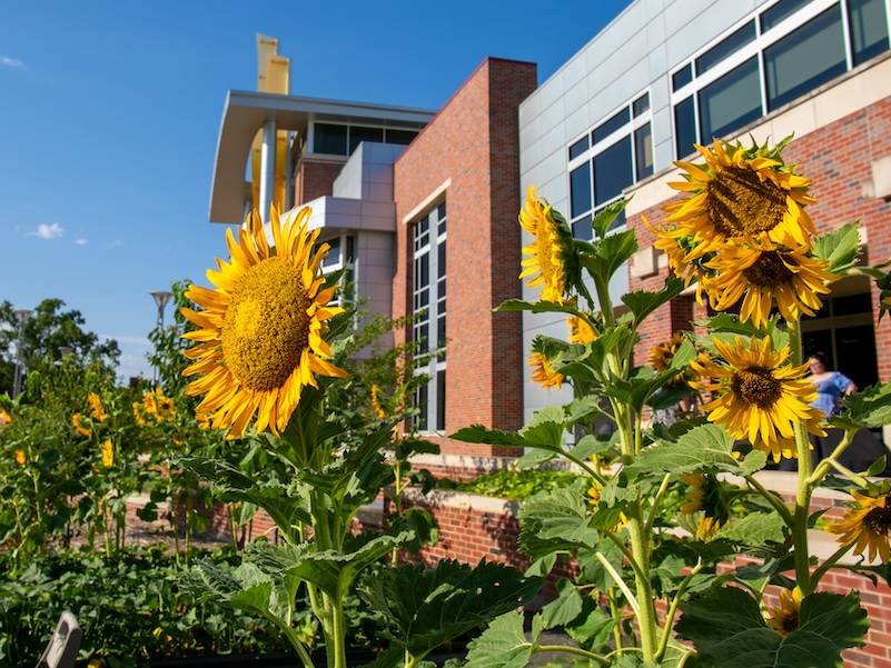 Wichita State University campus