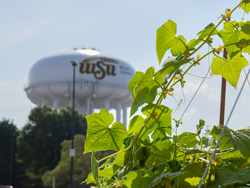 water tower and vine