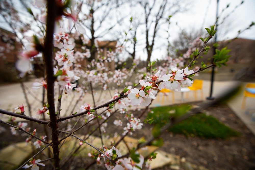 Campus During Spring