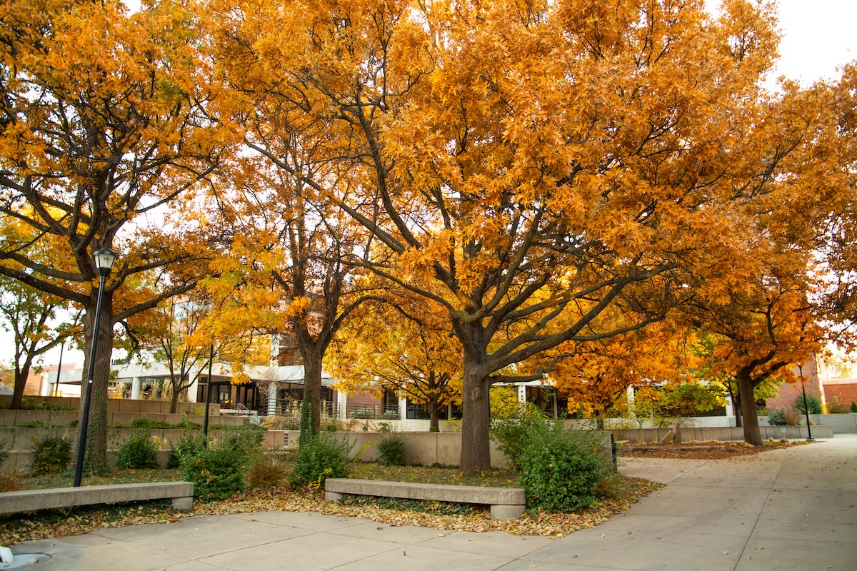 Fall on Campus