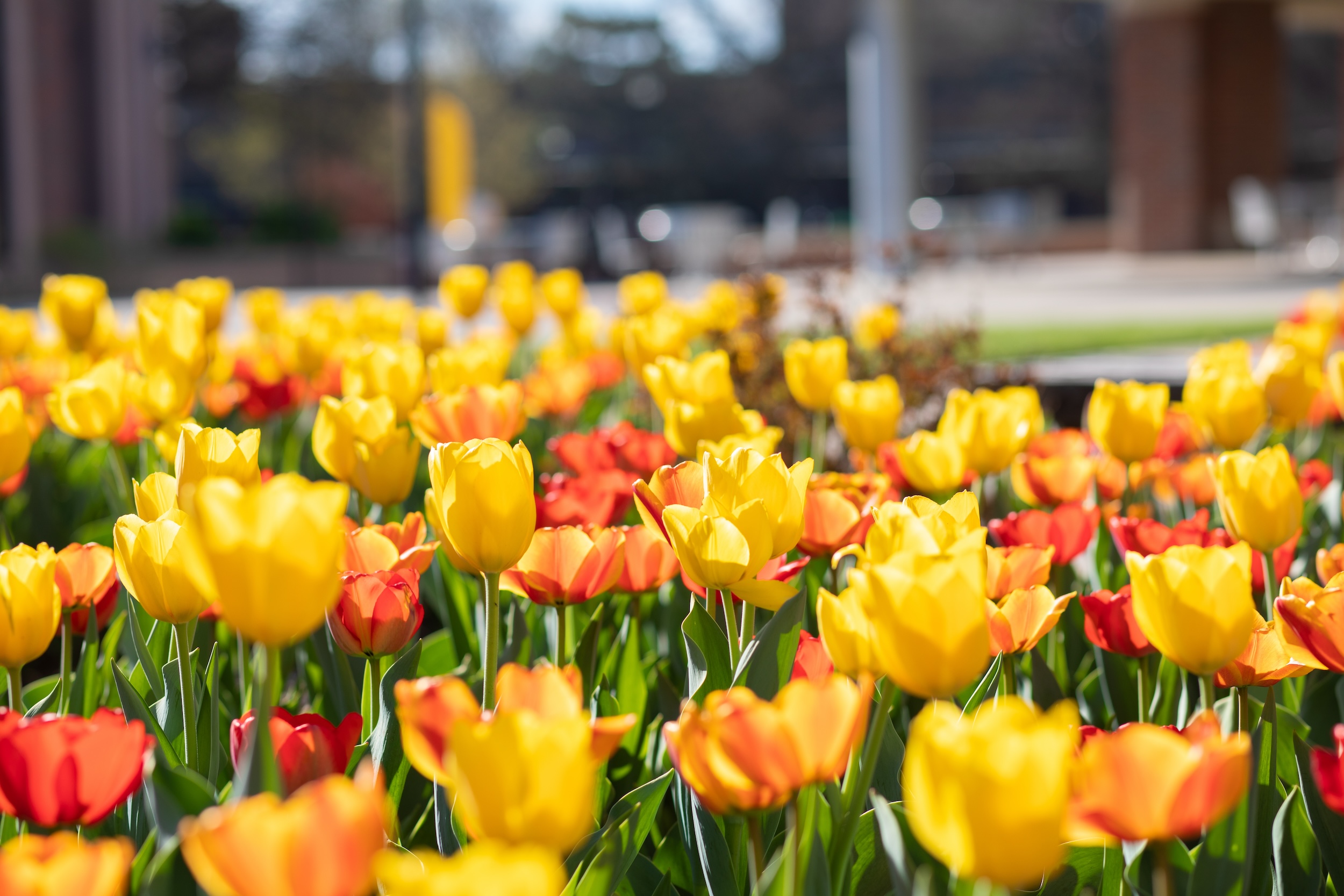 Wallace Awards Header Image