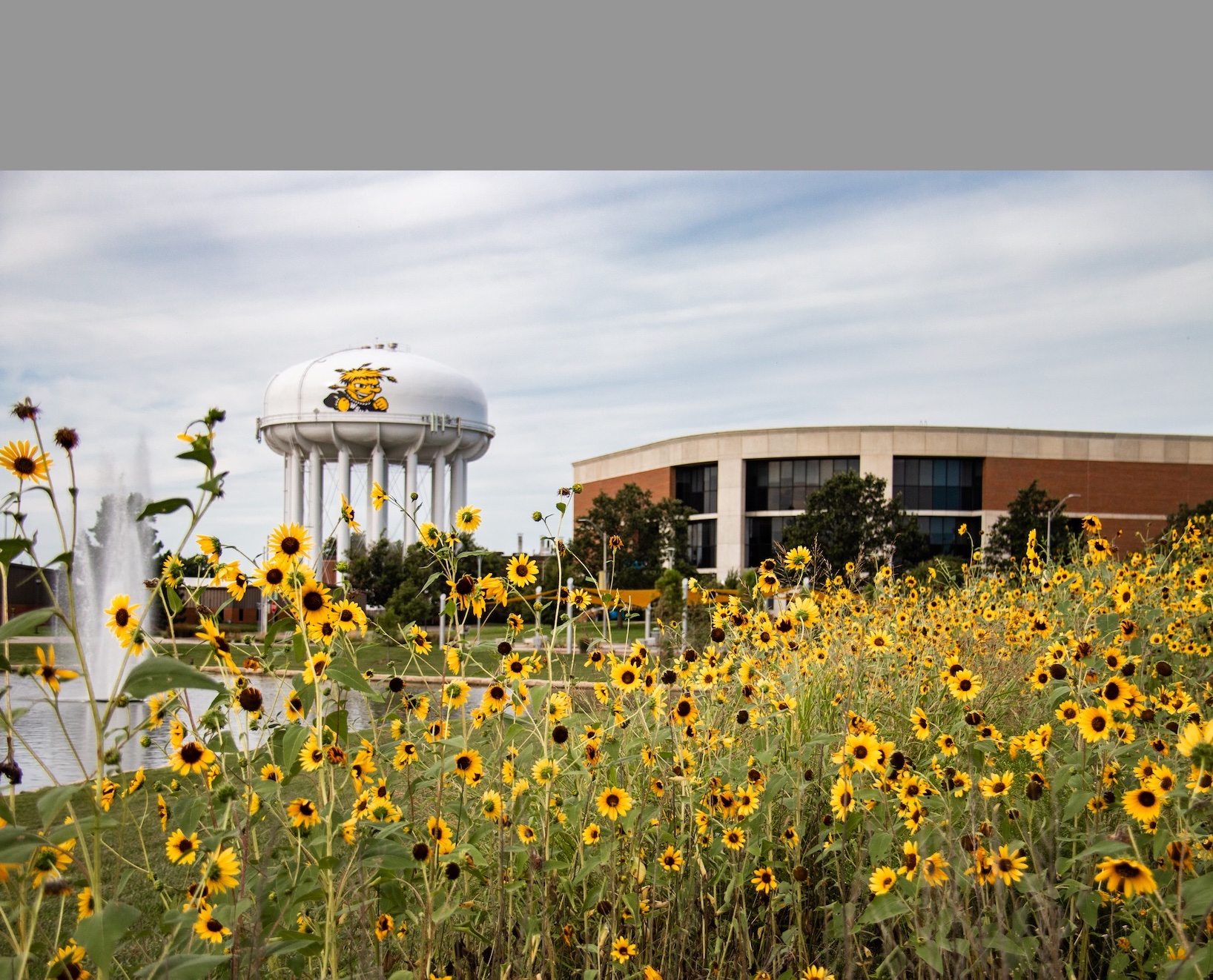 WSU Campus Sunflowers