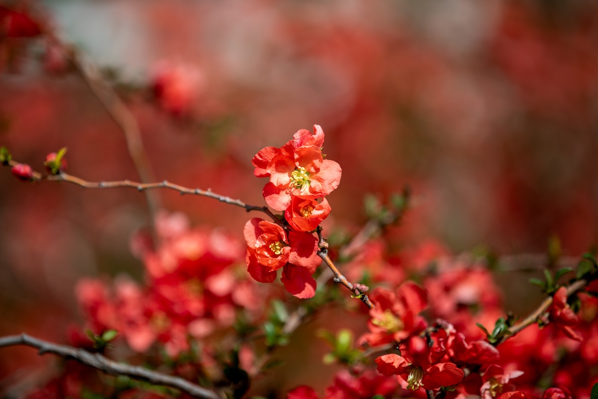 Spring Flowers on Campus