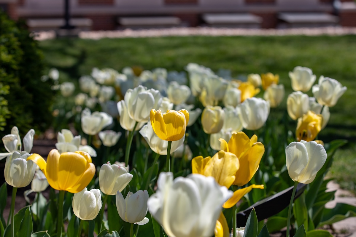 Tulips on WSU campus