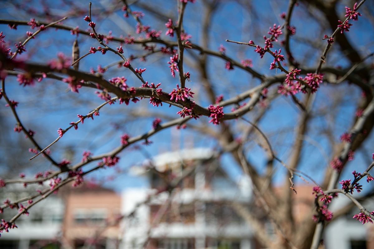 Tree Buds on Campus