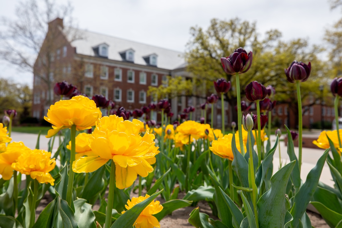 Flowers on Campus