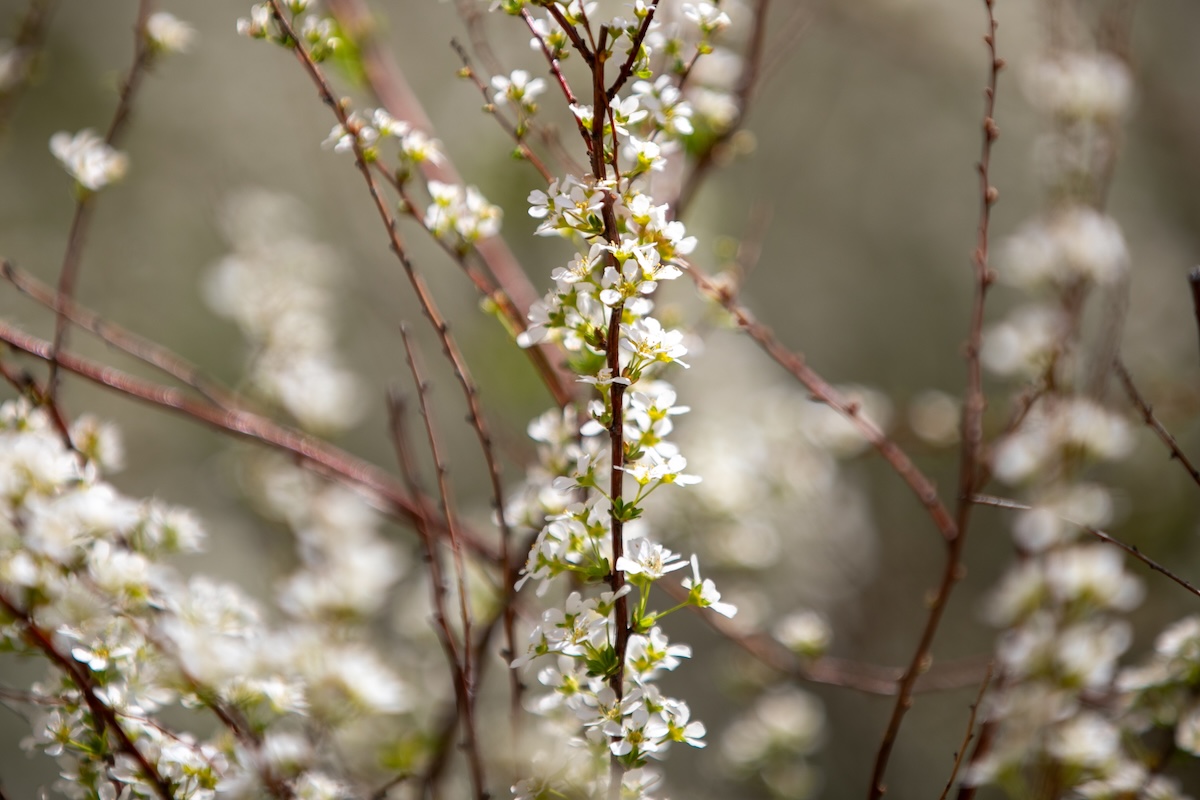 Flowers on Campus