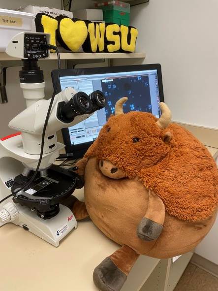 stuffed bison sitting next to a large microscope