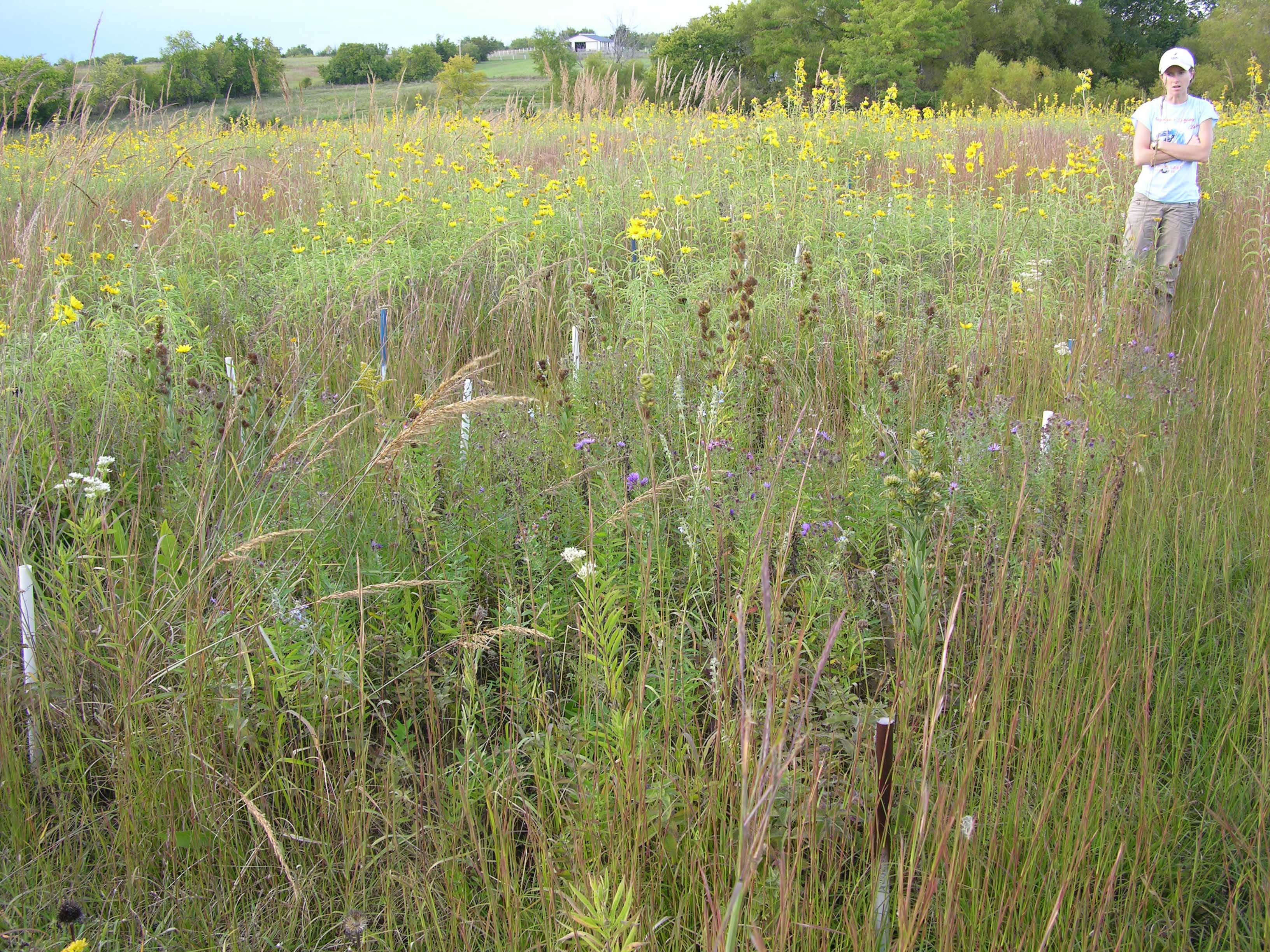 prairie plot with researcher