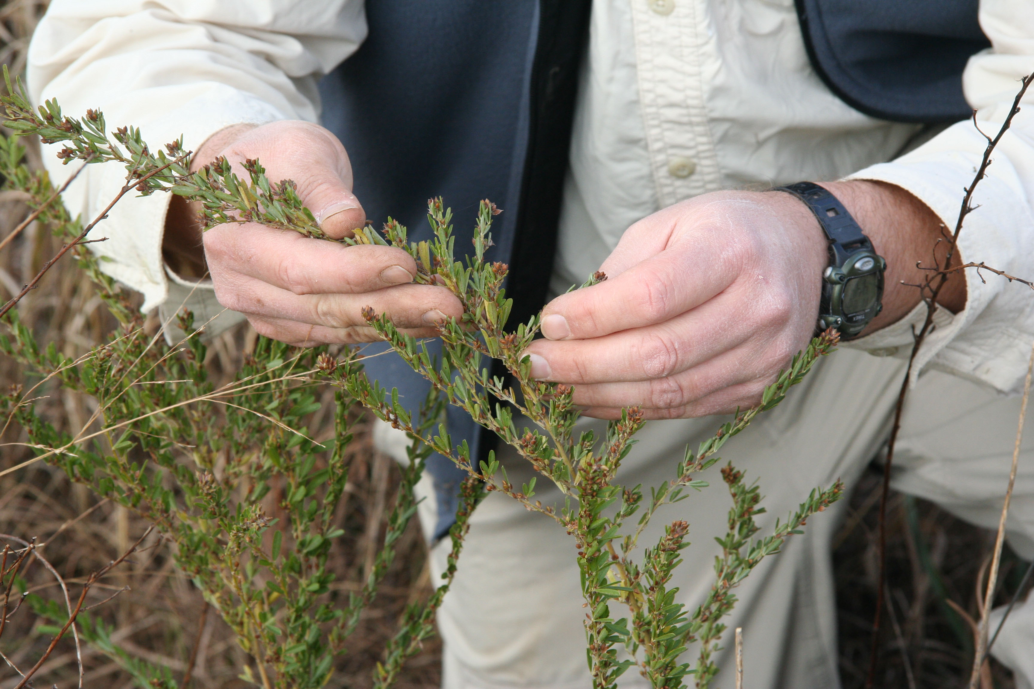 researcher inspecting inflorescene of prairie grass