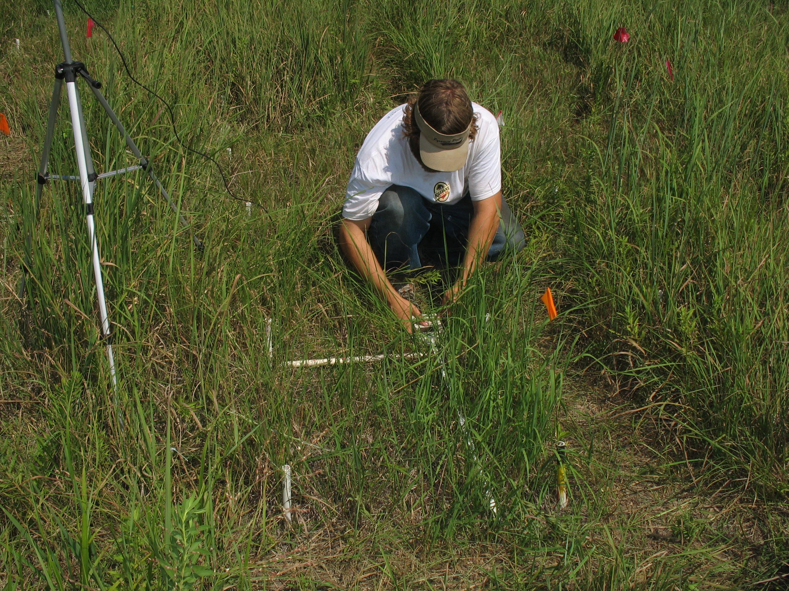 researcher measuring plants in the prairie