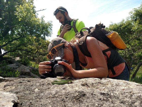 Student taking a photo of a green snake on a large boulder. 