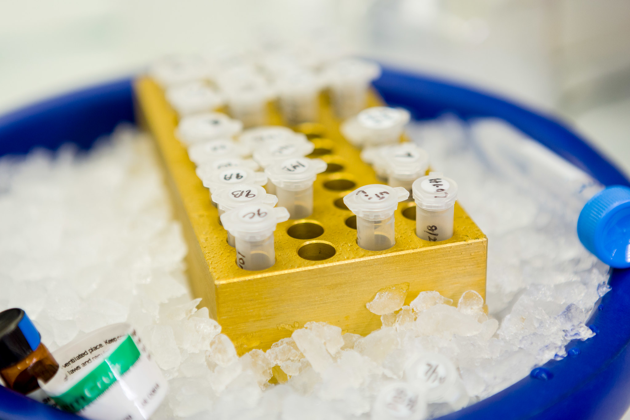 Tubes in rack on ice