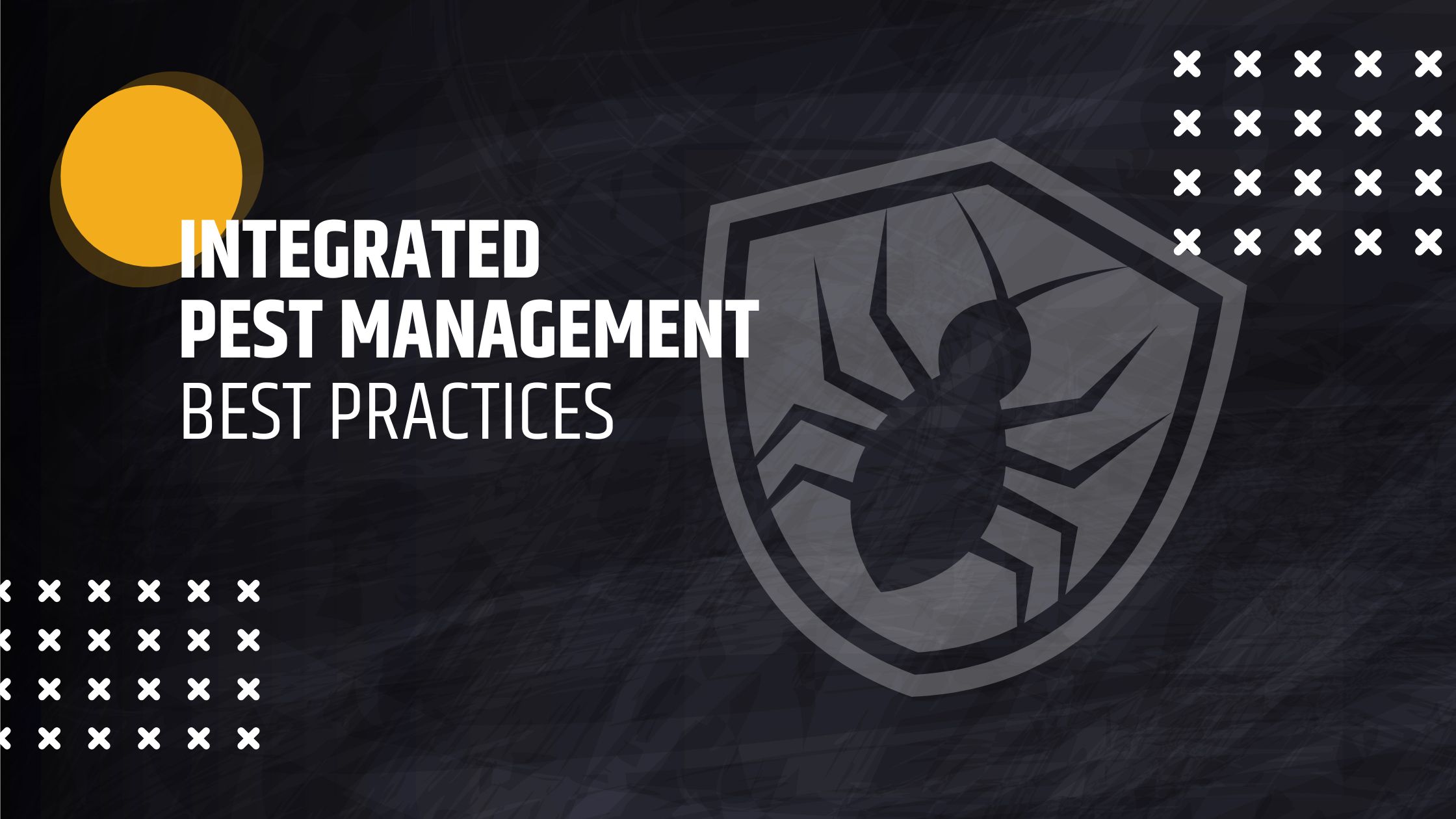 decorative banner with graphic of bug