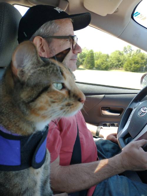 Photo of Dr. Fox driving with cat in passenger seat