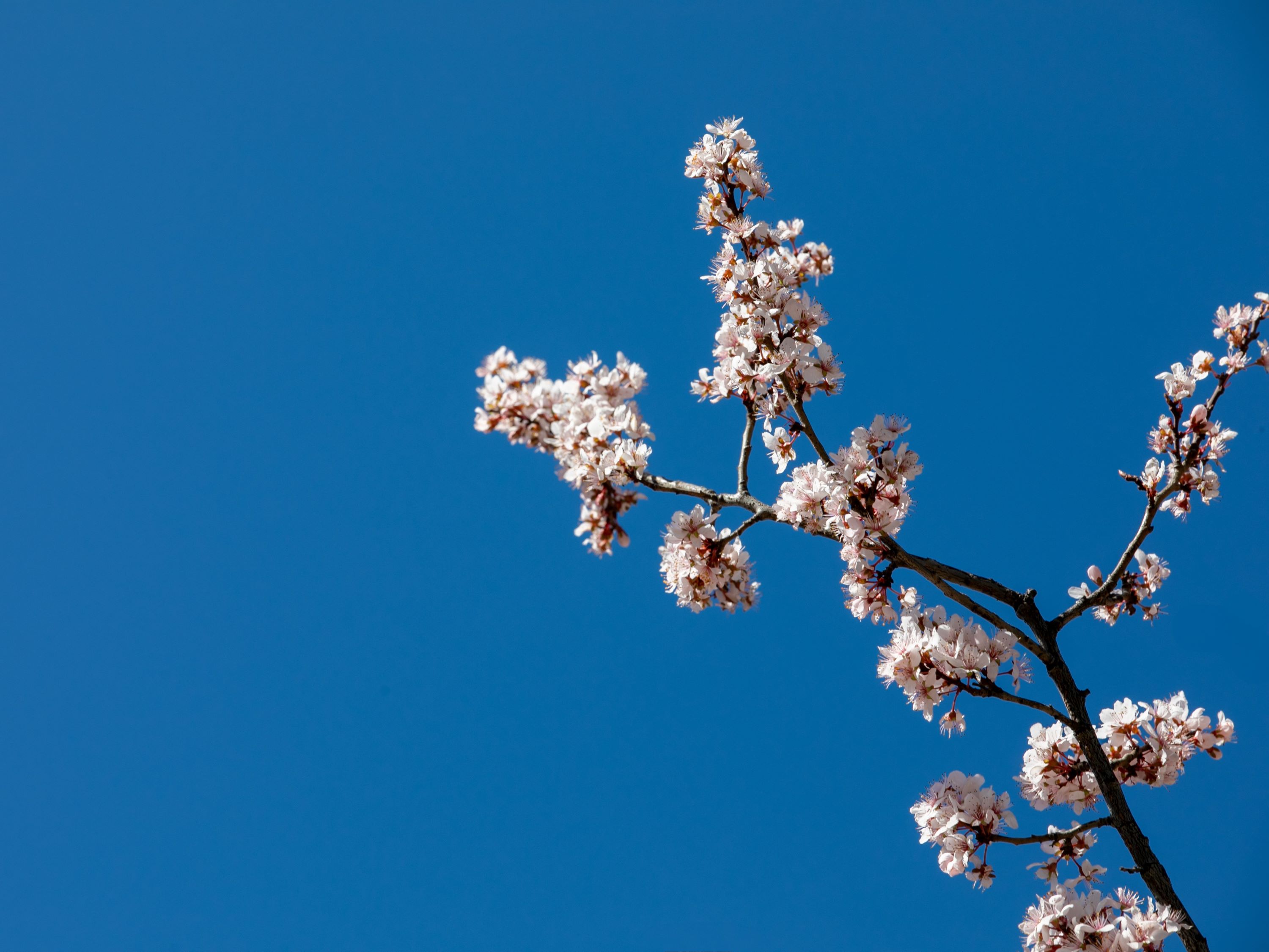 Cherry blossom branch with a blue sky background
