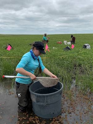 Photo of Krista Ward conducting an enclosure sample with a trashcan trap and a dipnet to sample for biological organisms within a stream pool at Youngmeyer Ranch in 2020. 