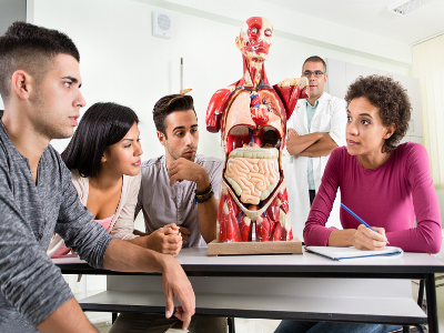 Students looking at an anatomy Students looking at an anatomy