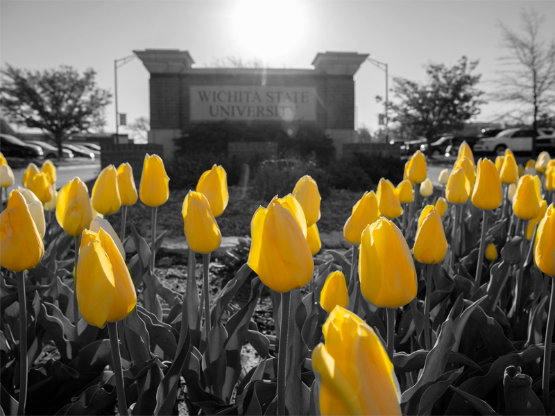 WSU Signs Tulips