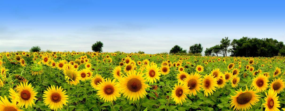 Photo - Sunflowers