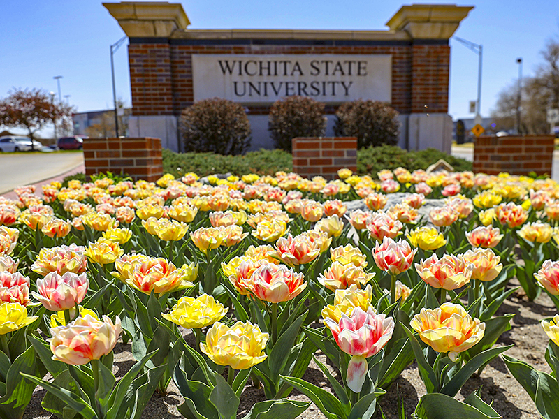 Tulips on the Wichita State campus.