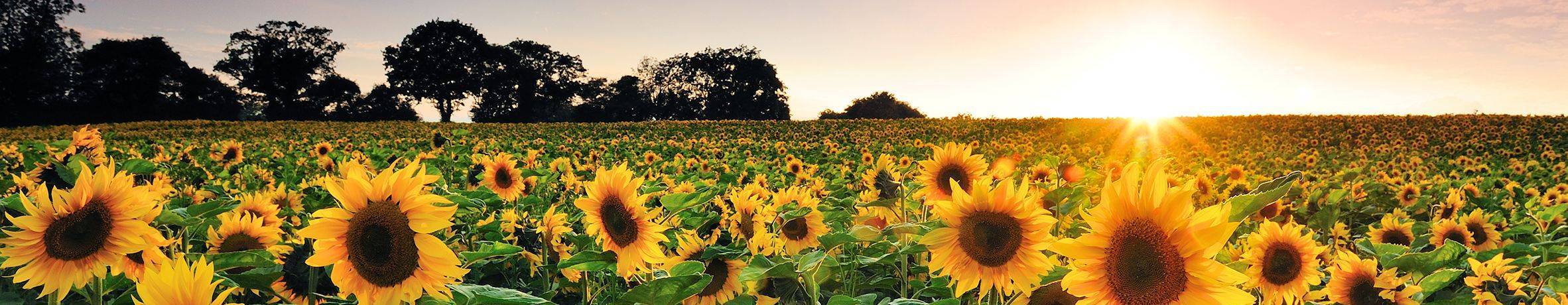 sunflower field at sunset