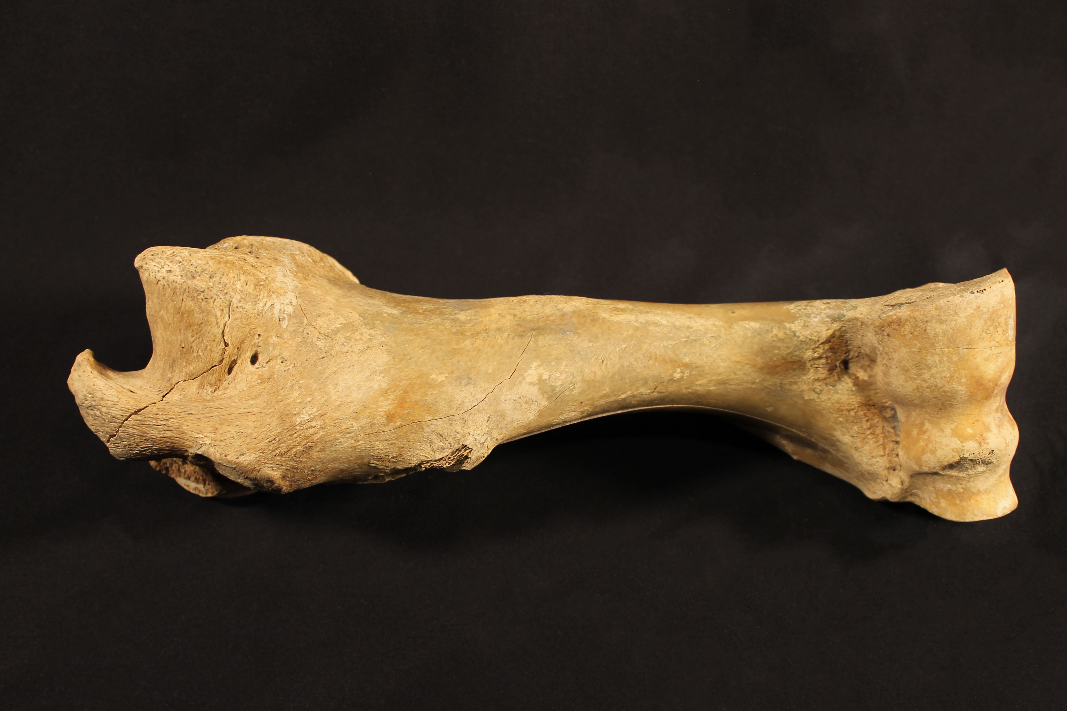 Humerus bone of a bison