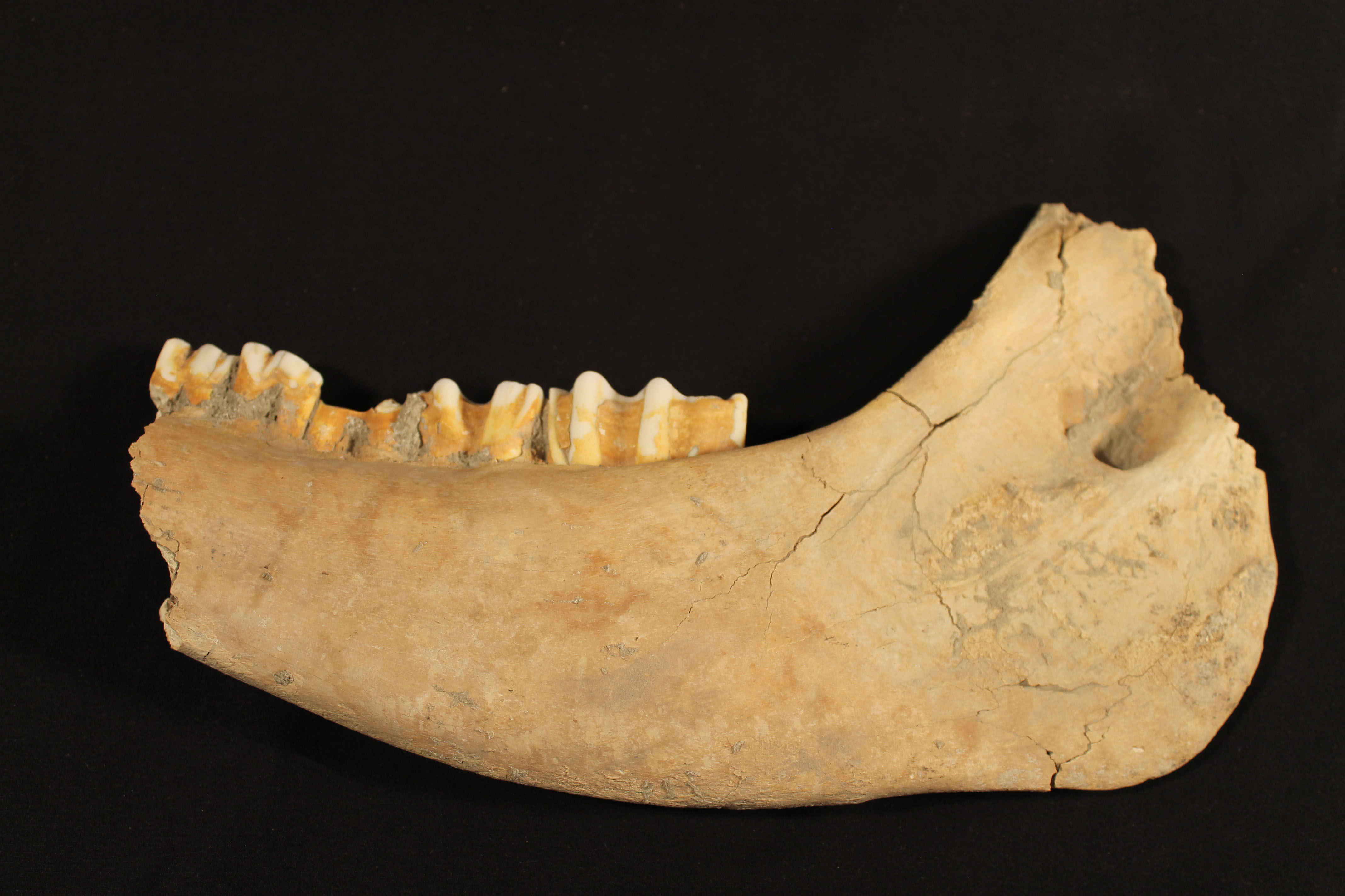 Broken mandible bone of a bison