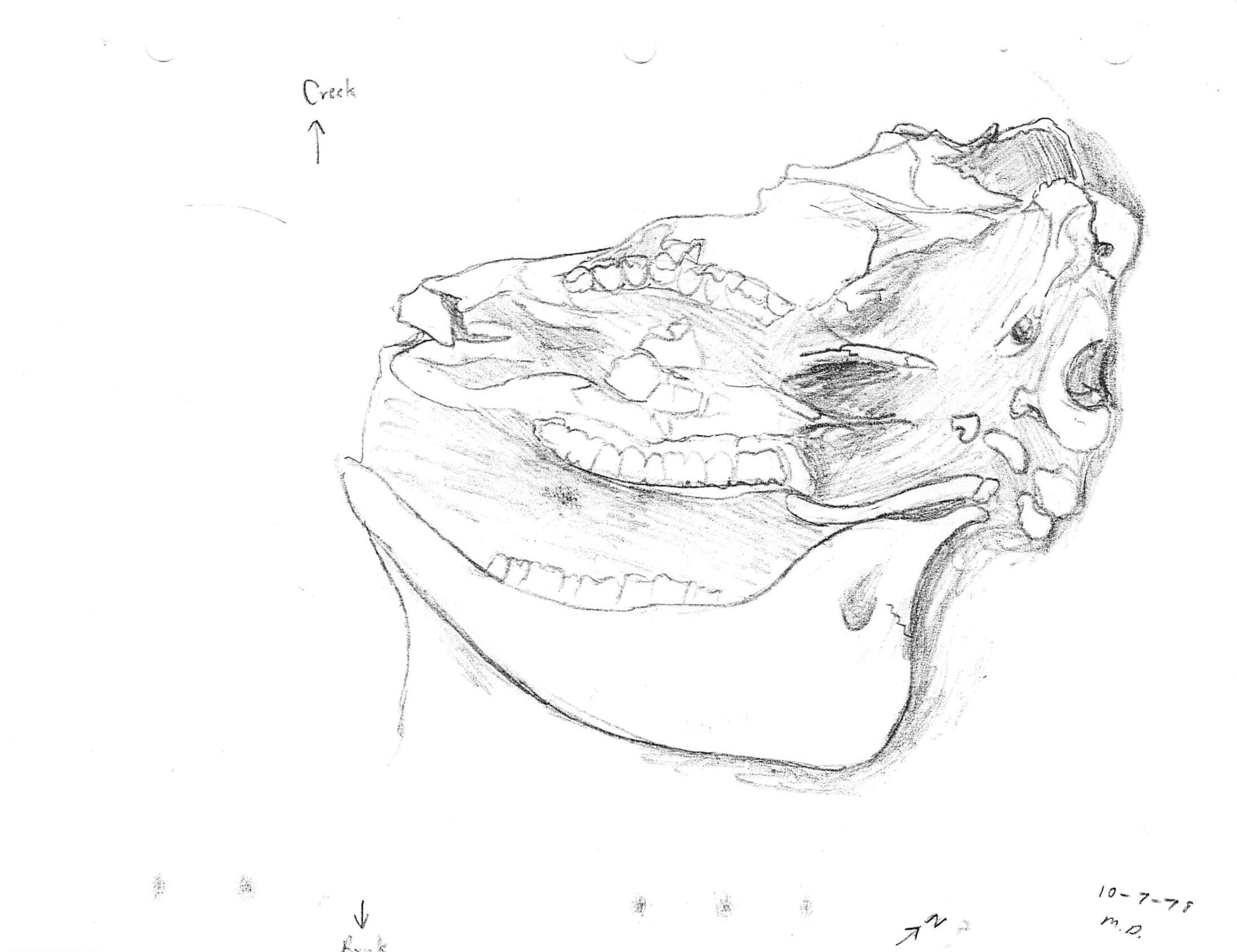 Drawing of a bison skull