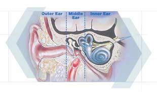 Image of outer, middle and inner ear
