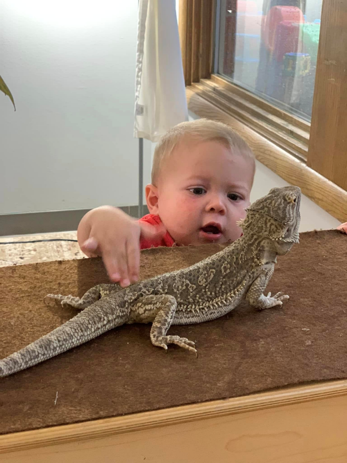 Child looking at a pet