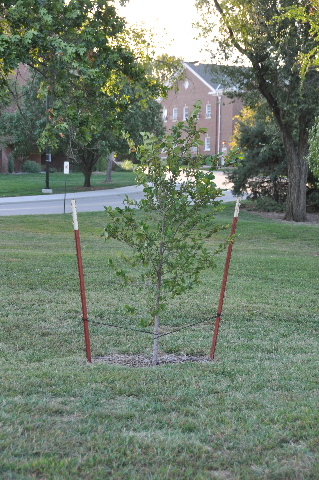Photo of the Survivor Tree Sapling