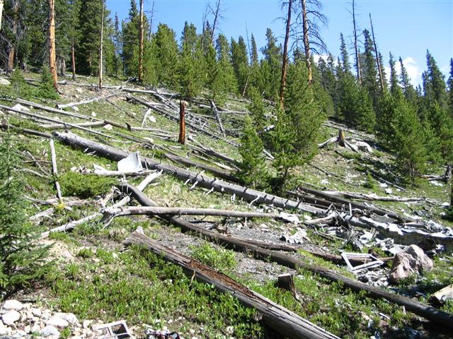 Photo of damage to forest trees caused by a plane crash. 
