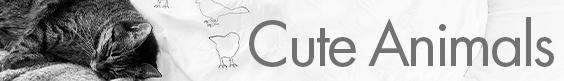 Cute Animals Banner