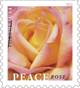 Image of First Class forever Peace Rose stamp