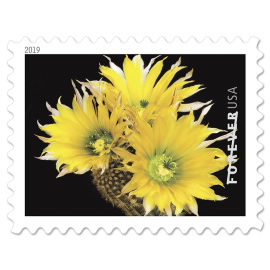 image of cactus flower stamp