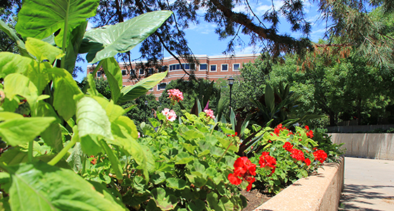 Flower beds by Ablah Library with Jabara Hall in the background