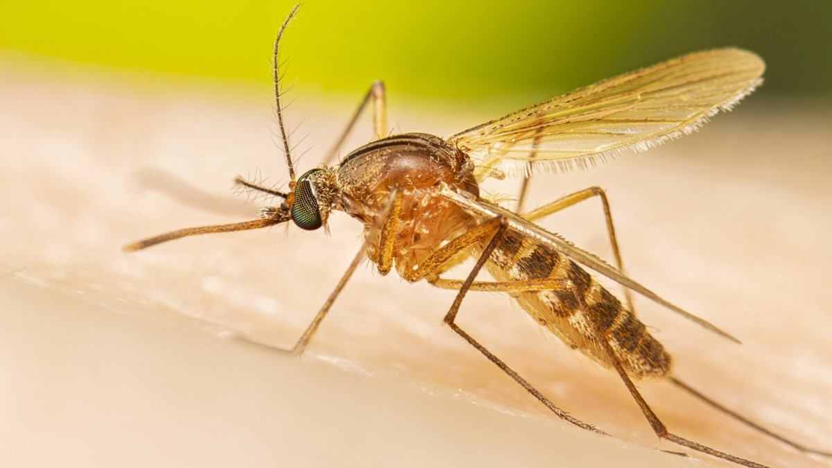 Close-up image of a mosquito feeding on human skin, showing detailed features including wings, legs, antennae, and compound eyes against a blurred green background