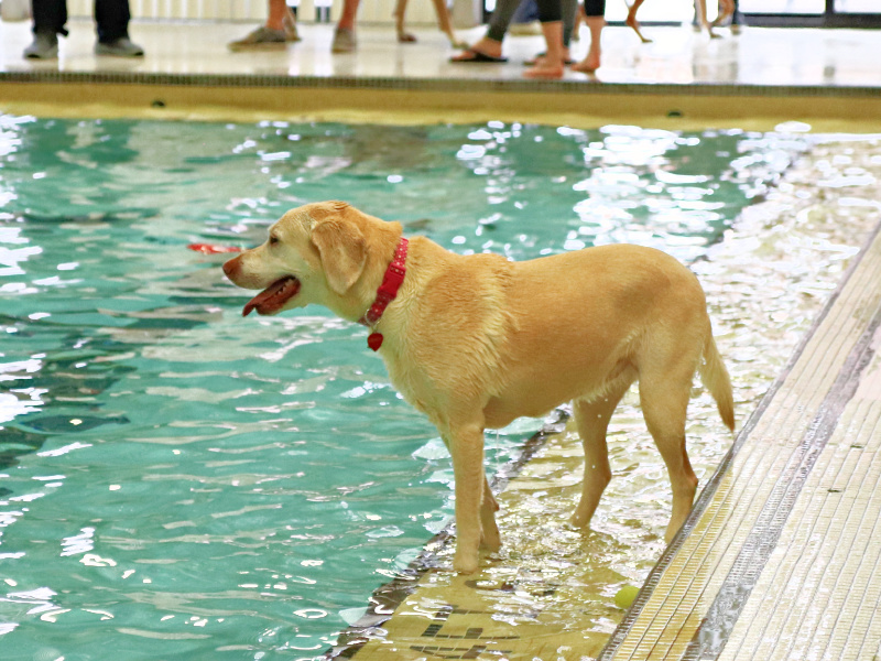 Puppy Standing on Edge of Pool